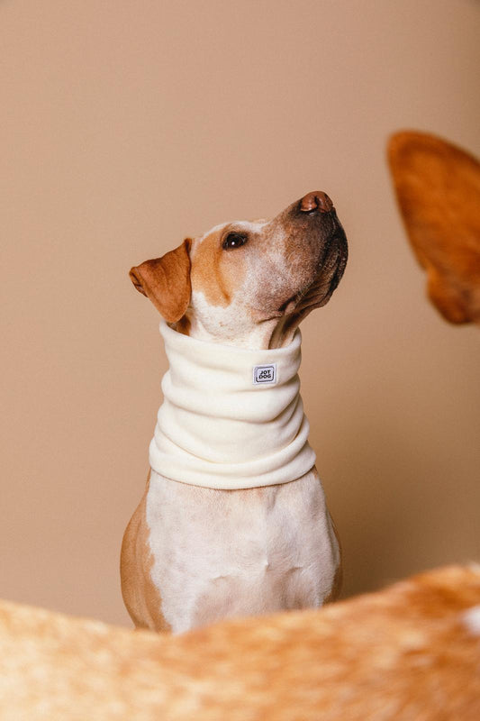 JOTDOG PACO