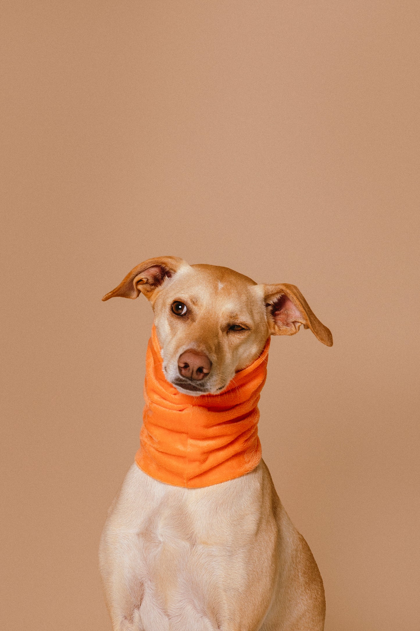 JotDog Luna