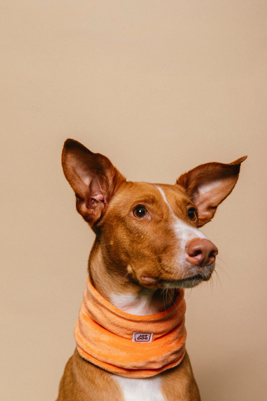 JOTDOG LUNA