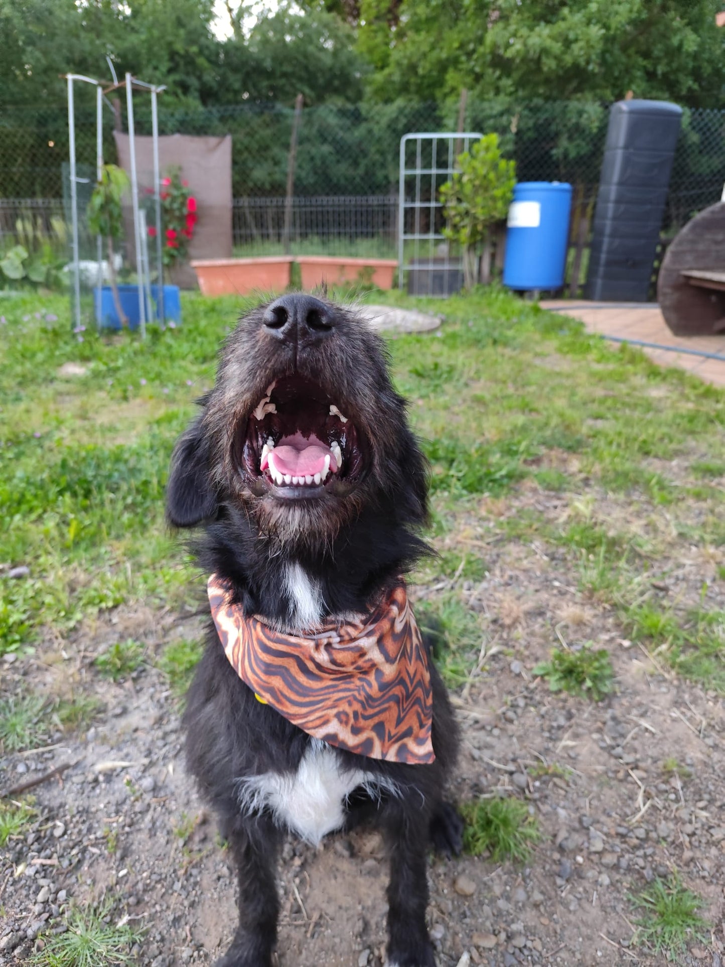 JOTDOG MEL