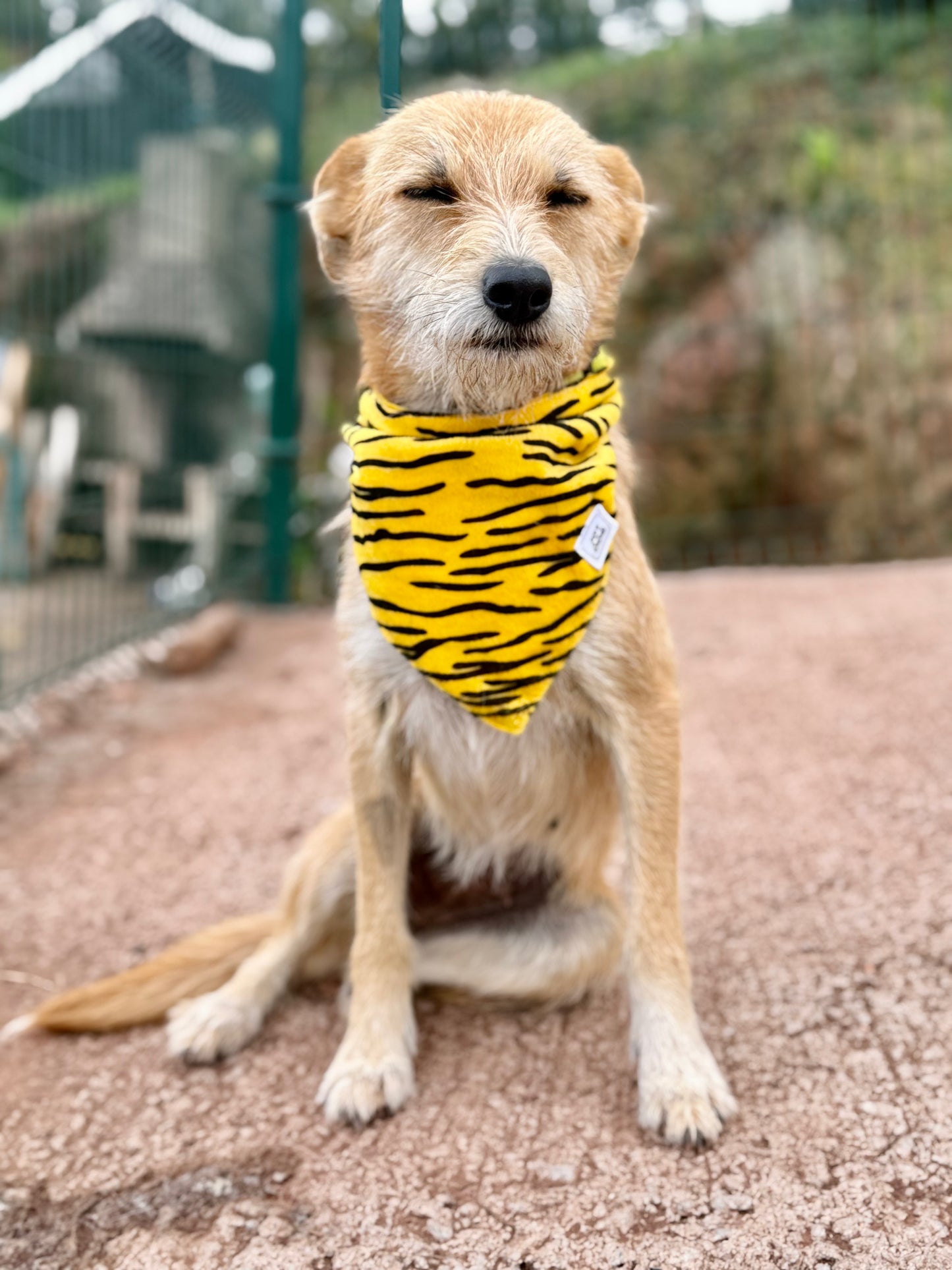 JOTDOG TIGER