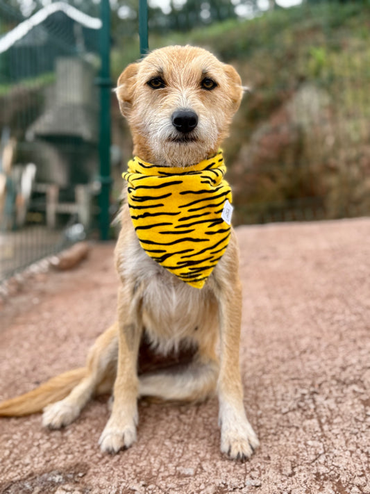 JOTDOG TIGER