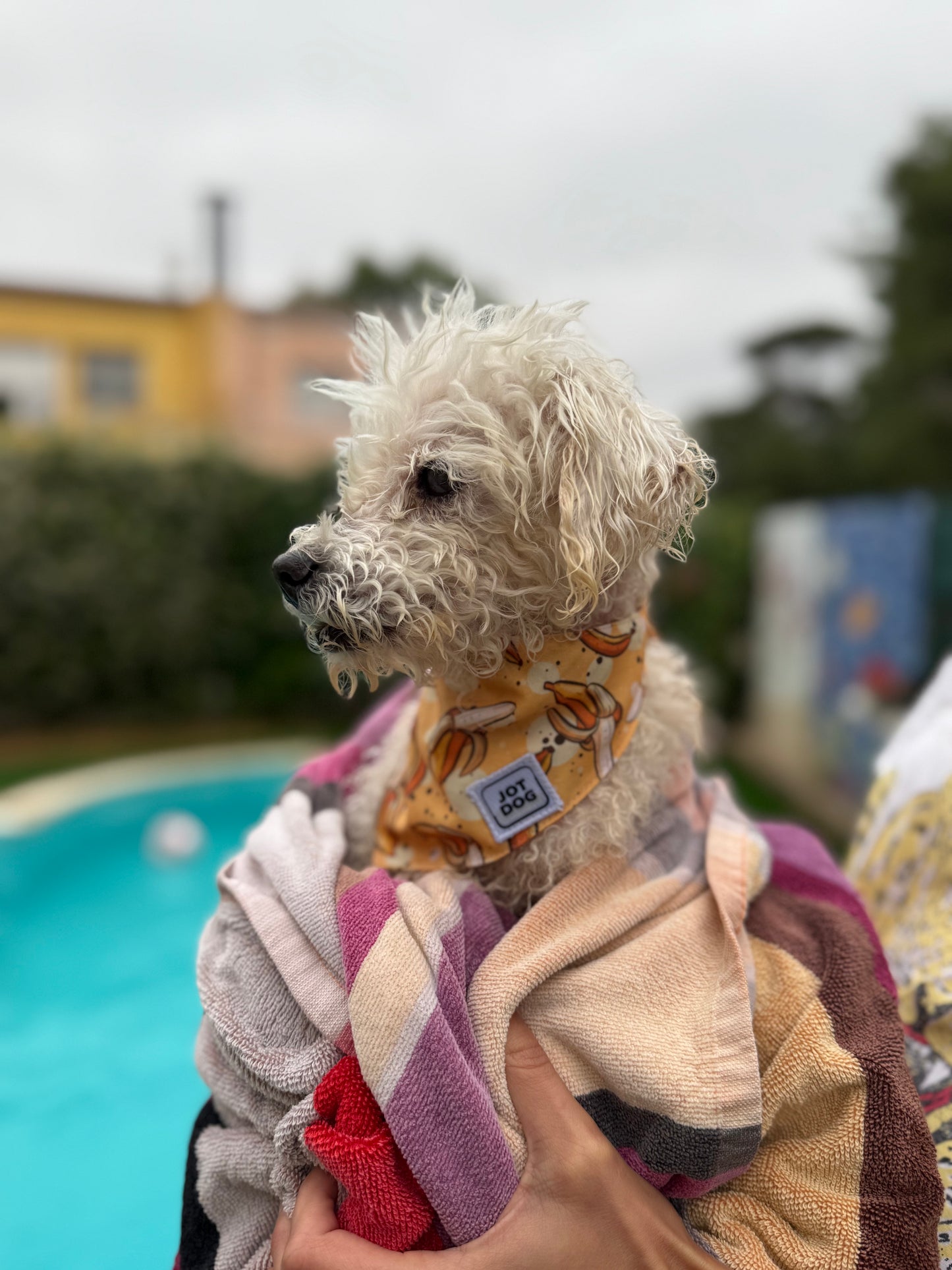 JOTDOG MAMUT BANANA