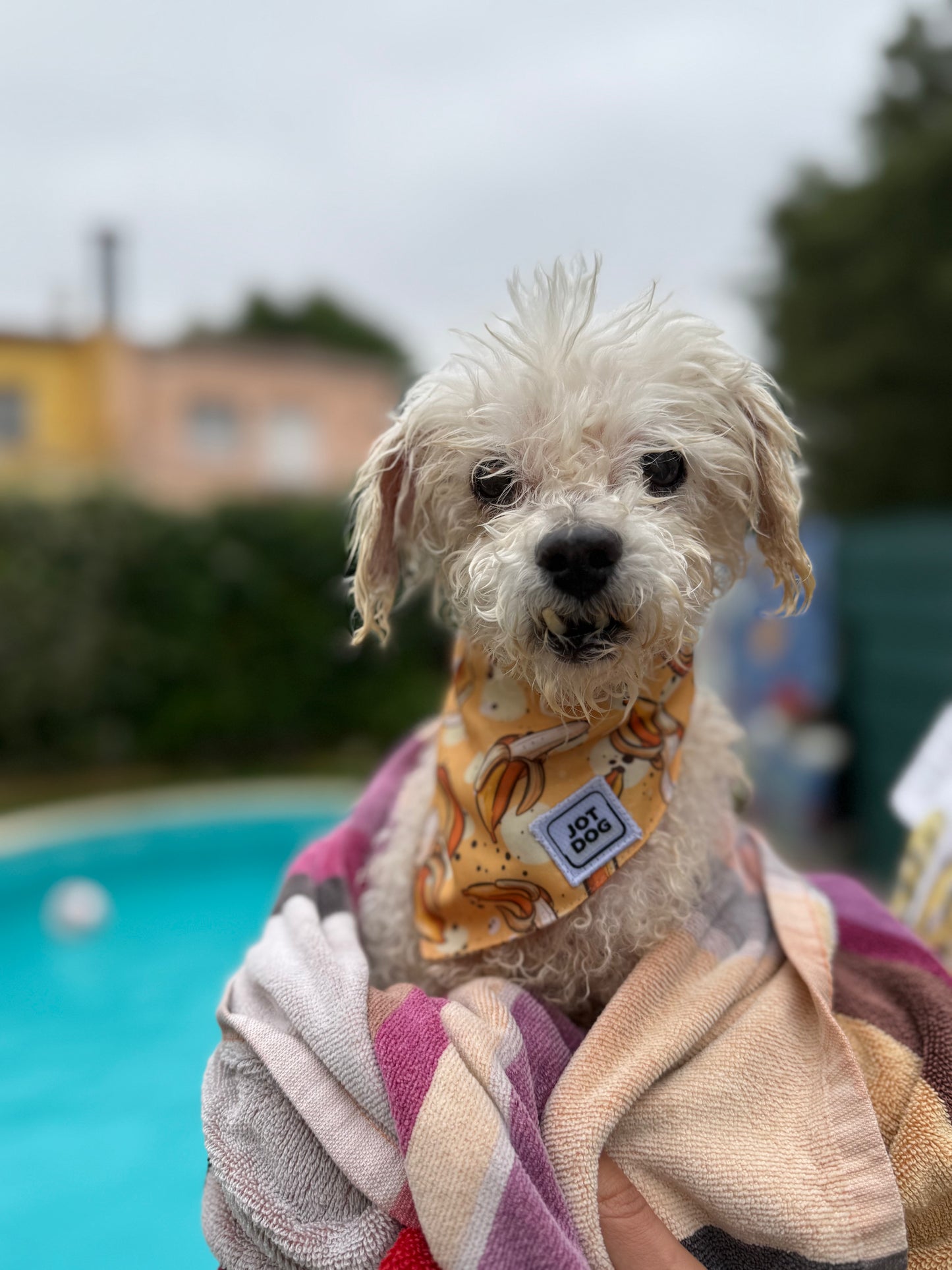 JOTDOG MAMUT BANANA