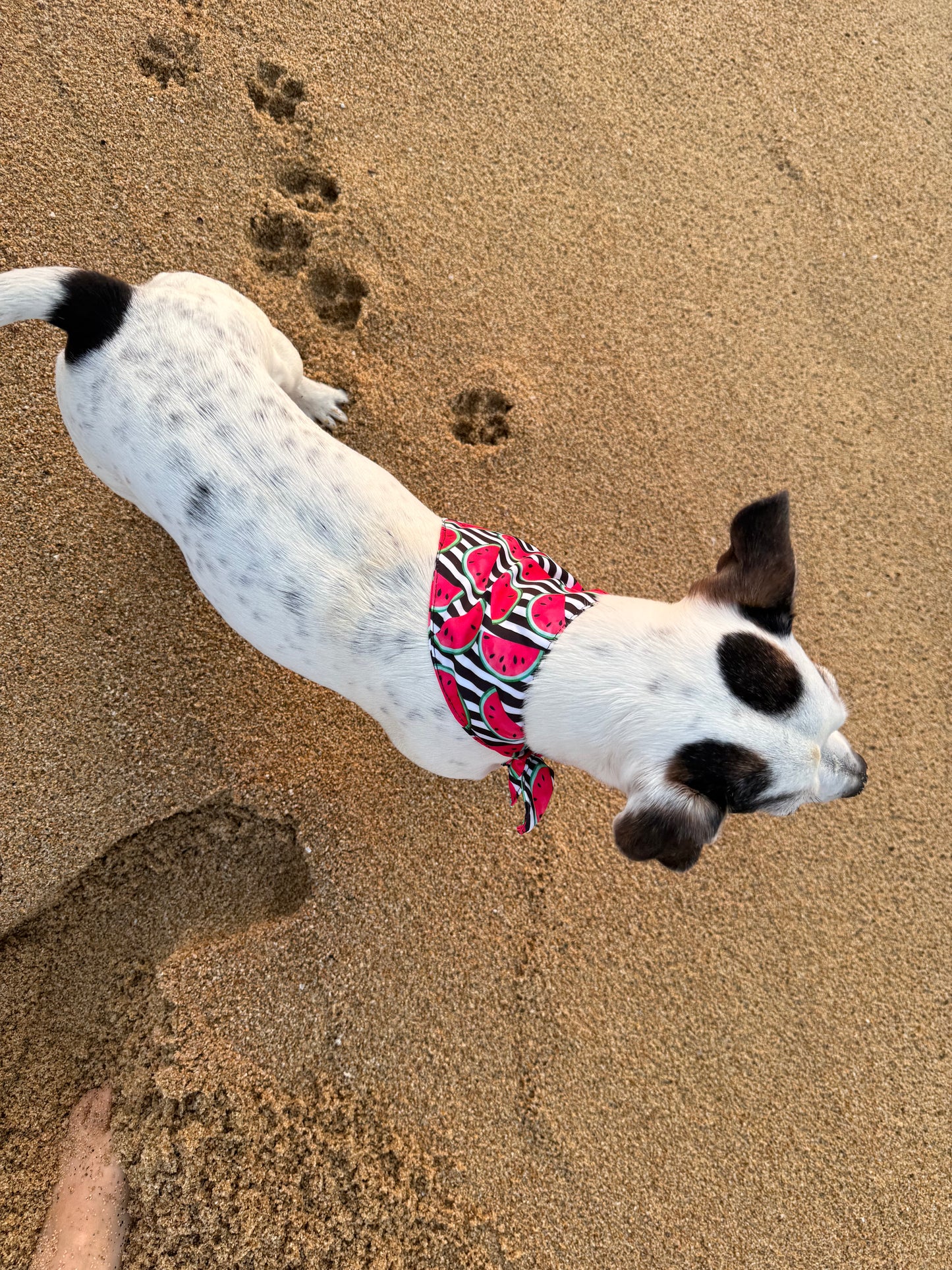 JOTDOG COCCO SANDIA