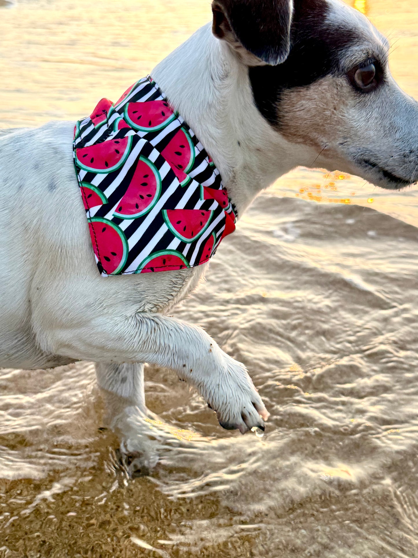 JOTDOG COCCO SANDIA