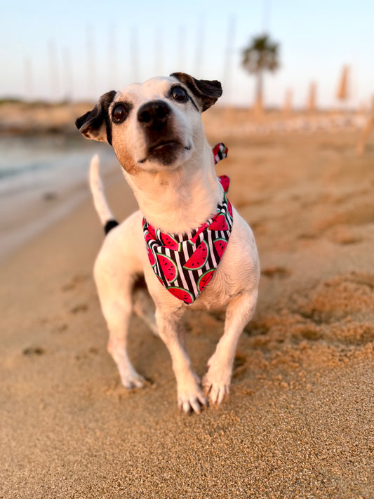 JOTDOG COCCO SANDIA