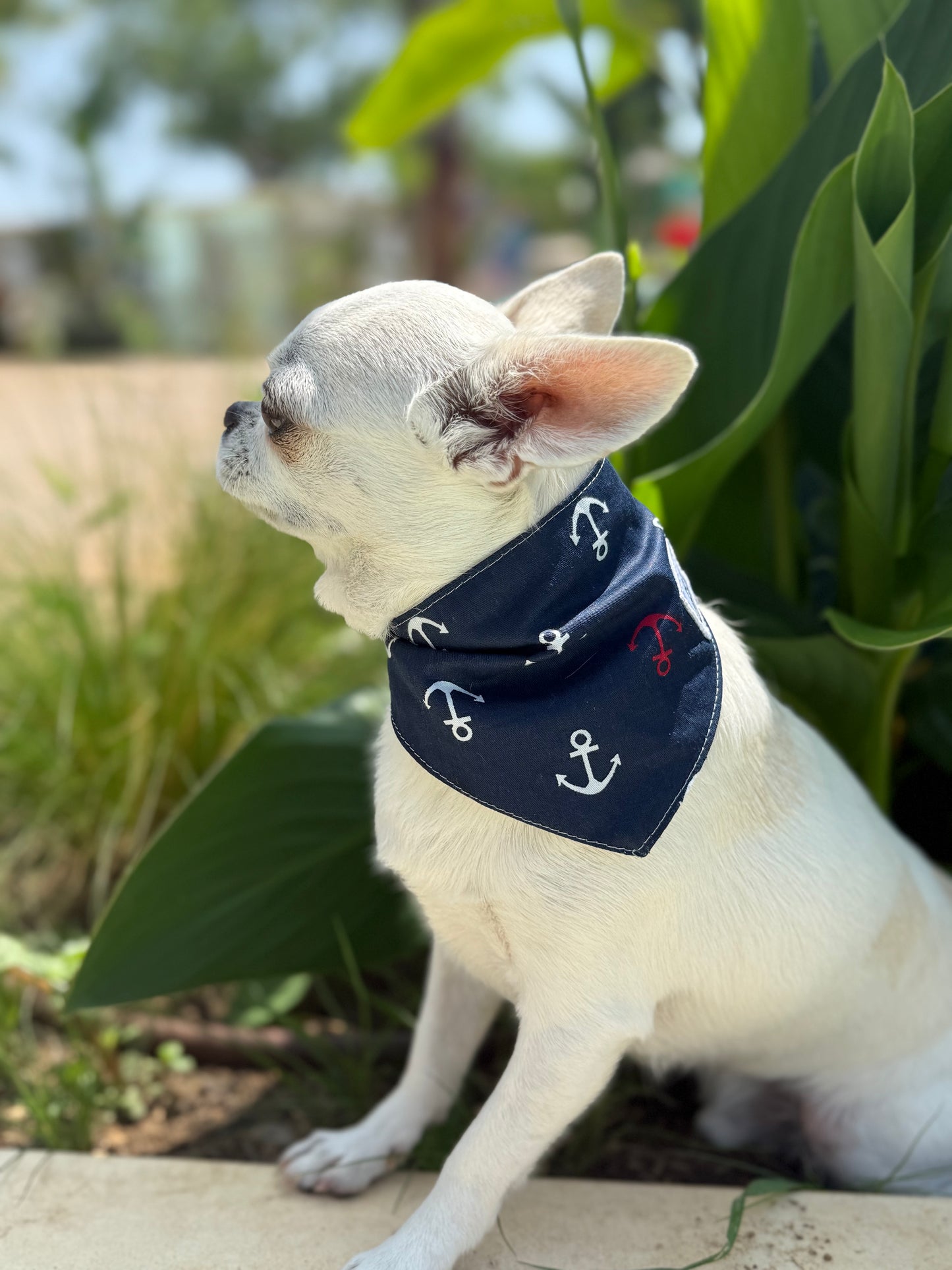 JOTDOG SOY MARINERA