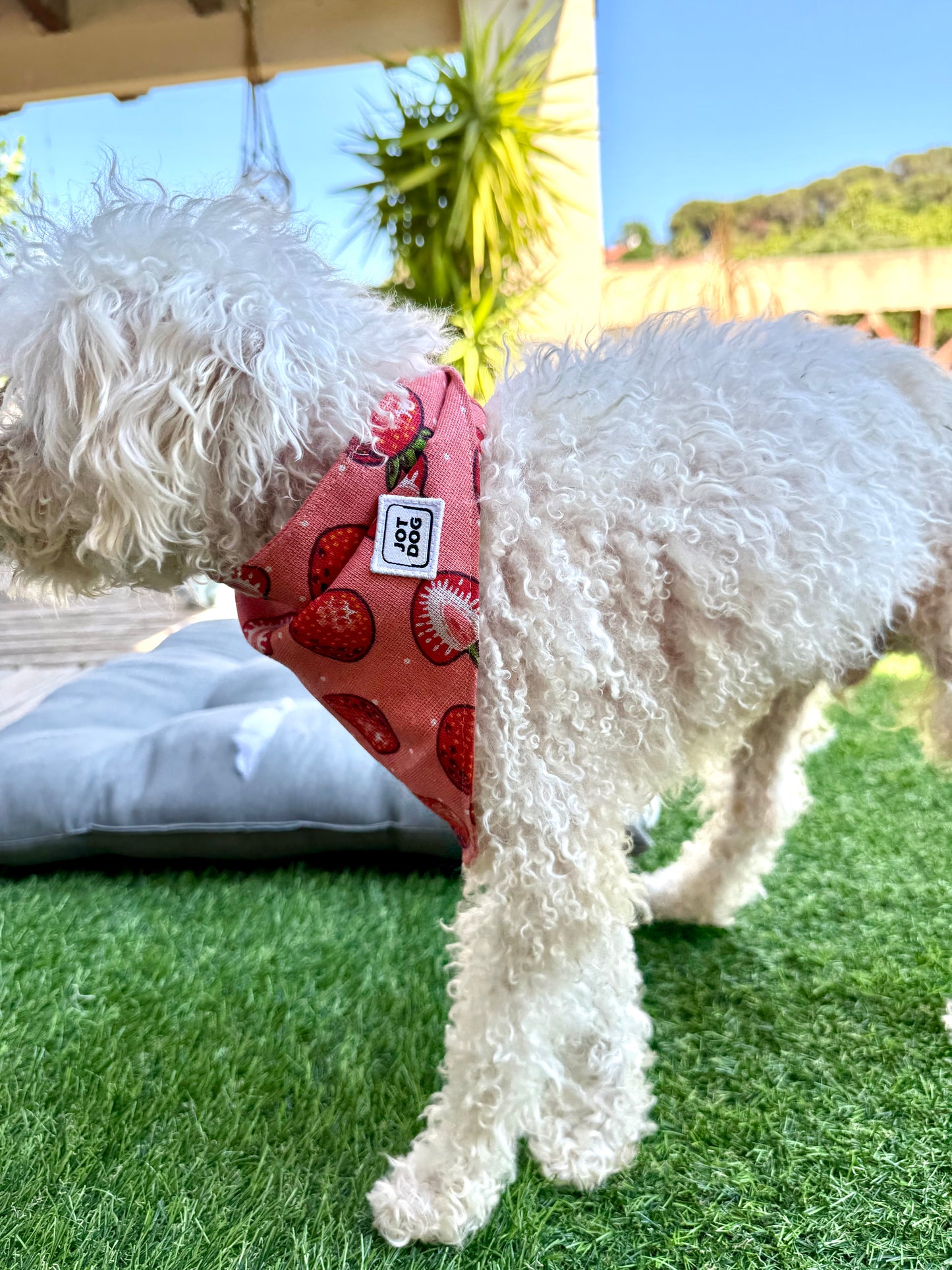 JOTDOG FRESA NATA
