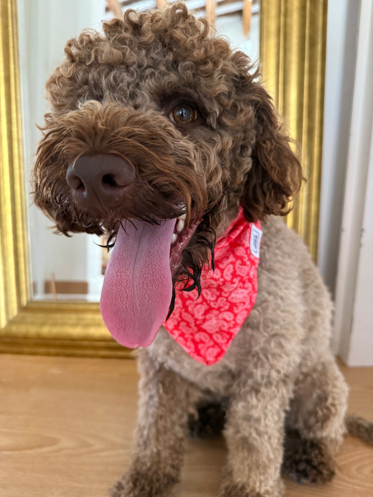 JOTDOG IGGY