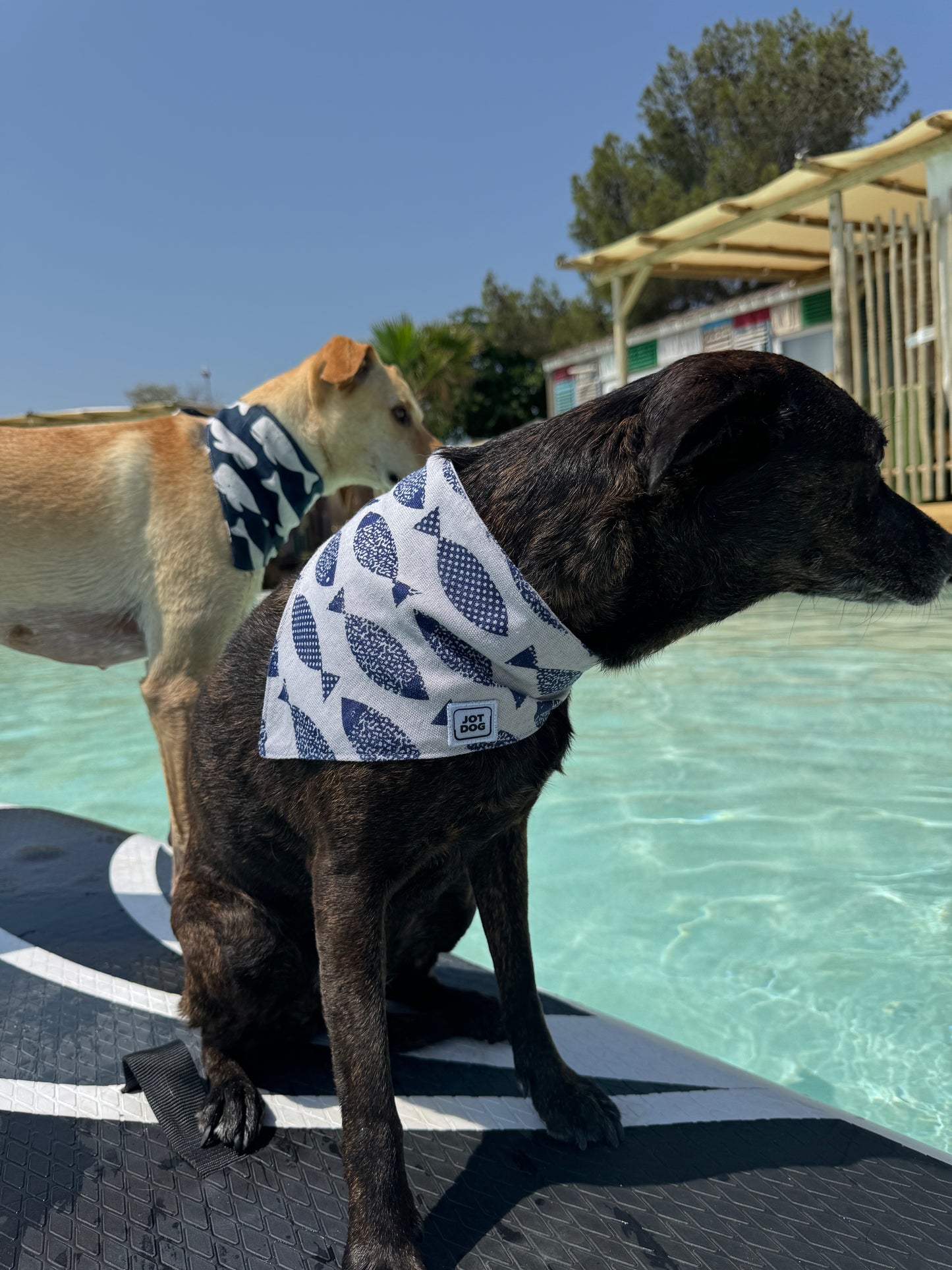 JOTDOG BALLENA MIX PEZKAO