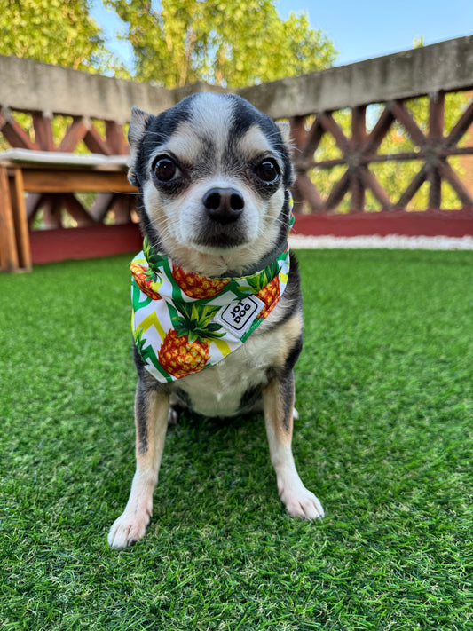 JOTDOG PIÑA COLADA