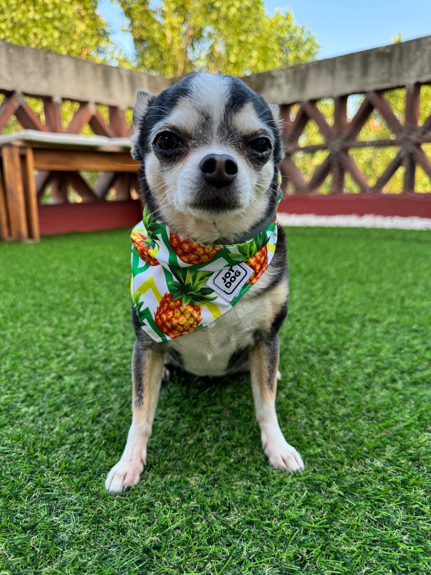 JOTDOG PIÑA COLADA