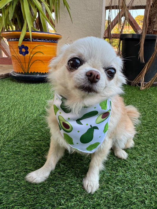 JOTDOG AGUACATE