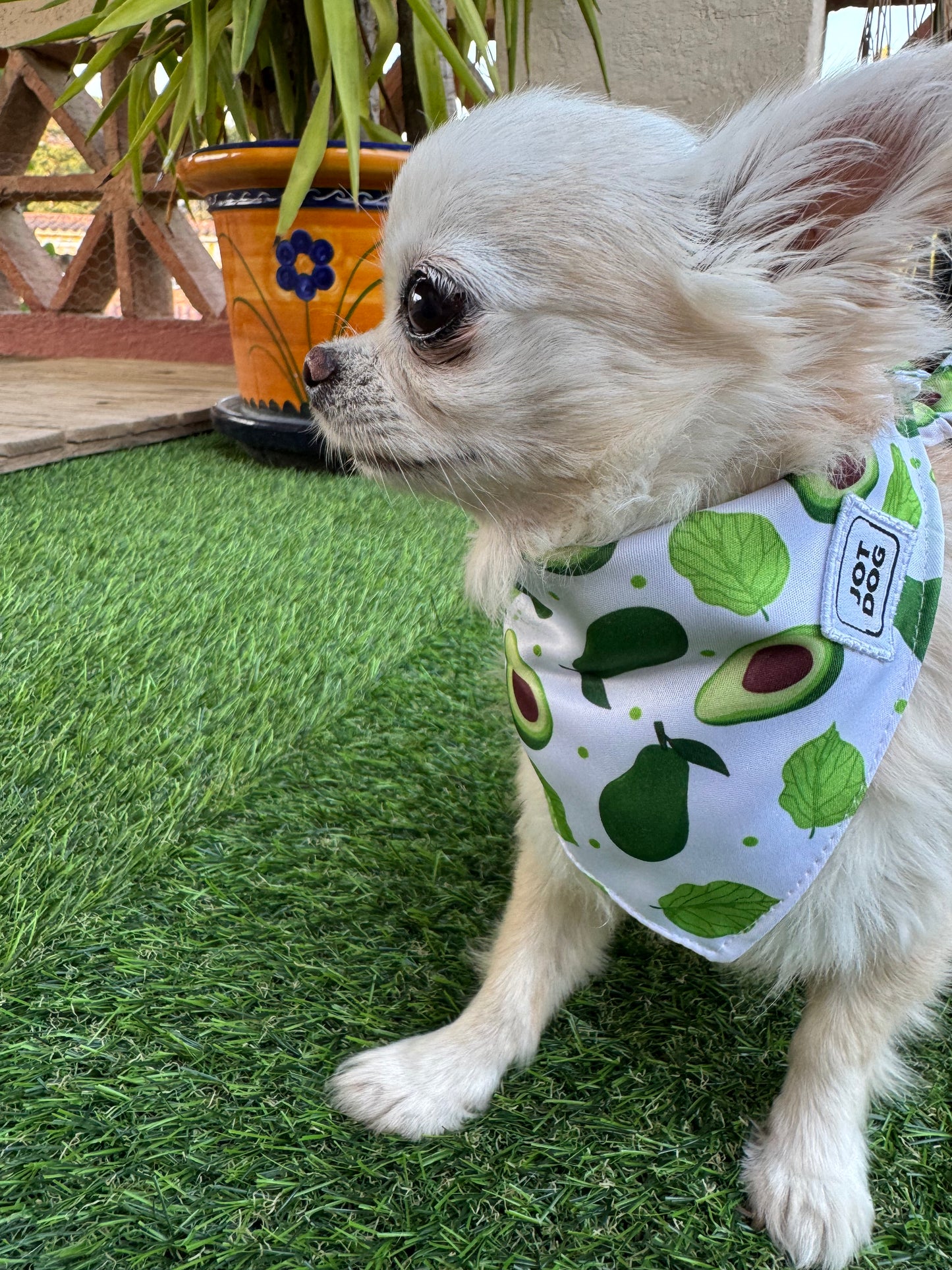 JOTDOG AGUACATE