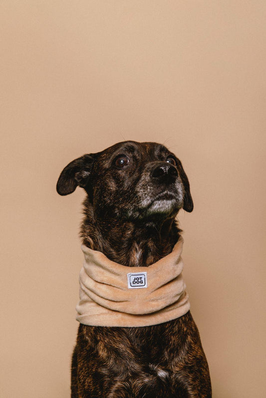 JOTDOG JAVA