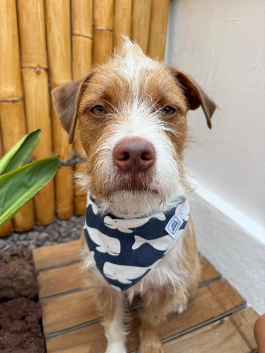 JOTDOG BALLENA FELIZ