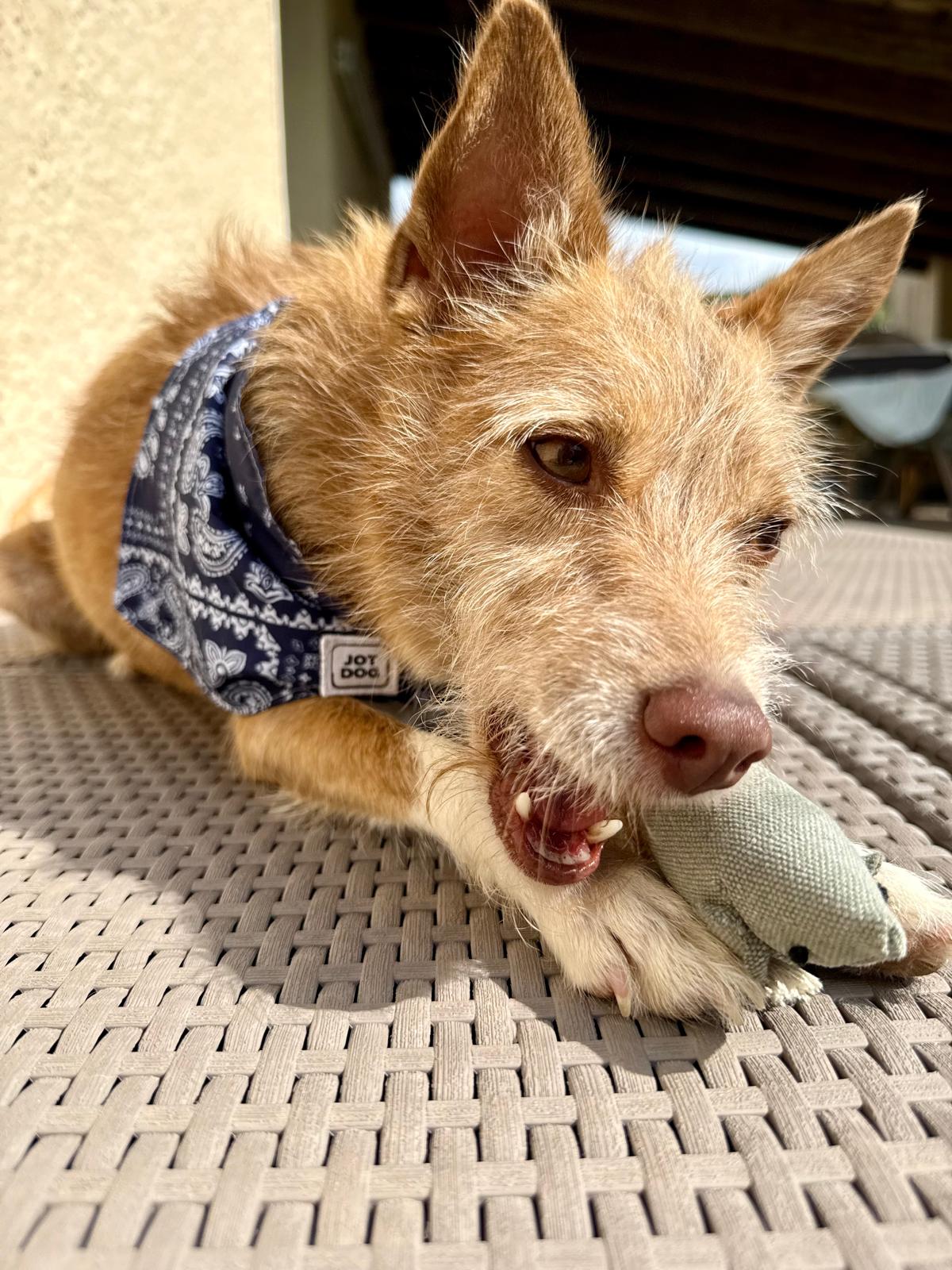 JOTDOG PUNK
