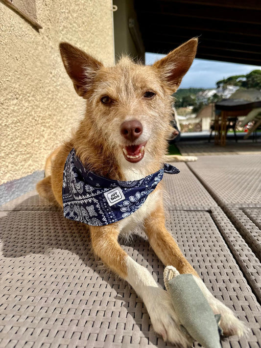 JOTDOG PUNK