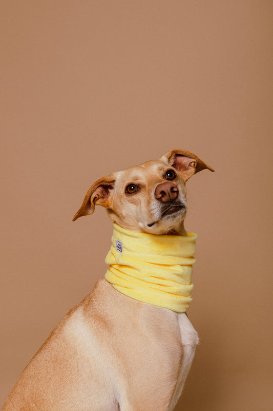 JotDog Koa
