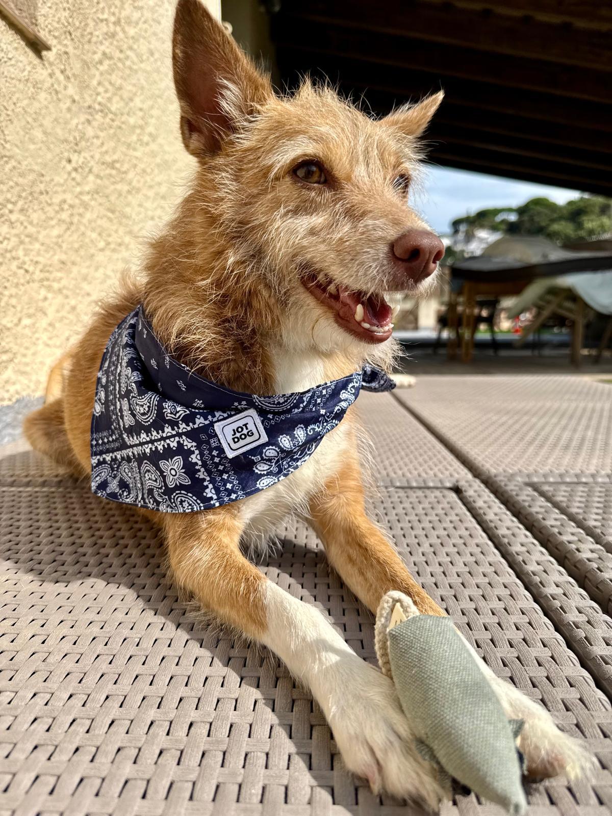 JOTDOG PUNK